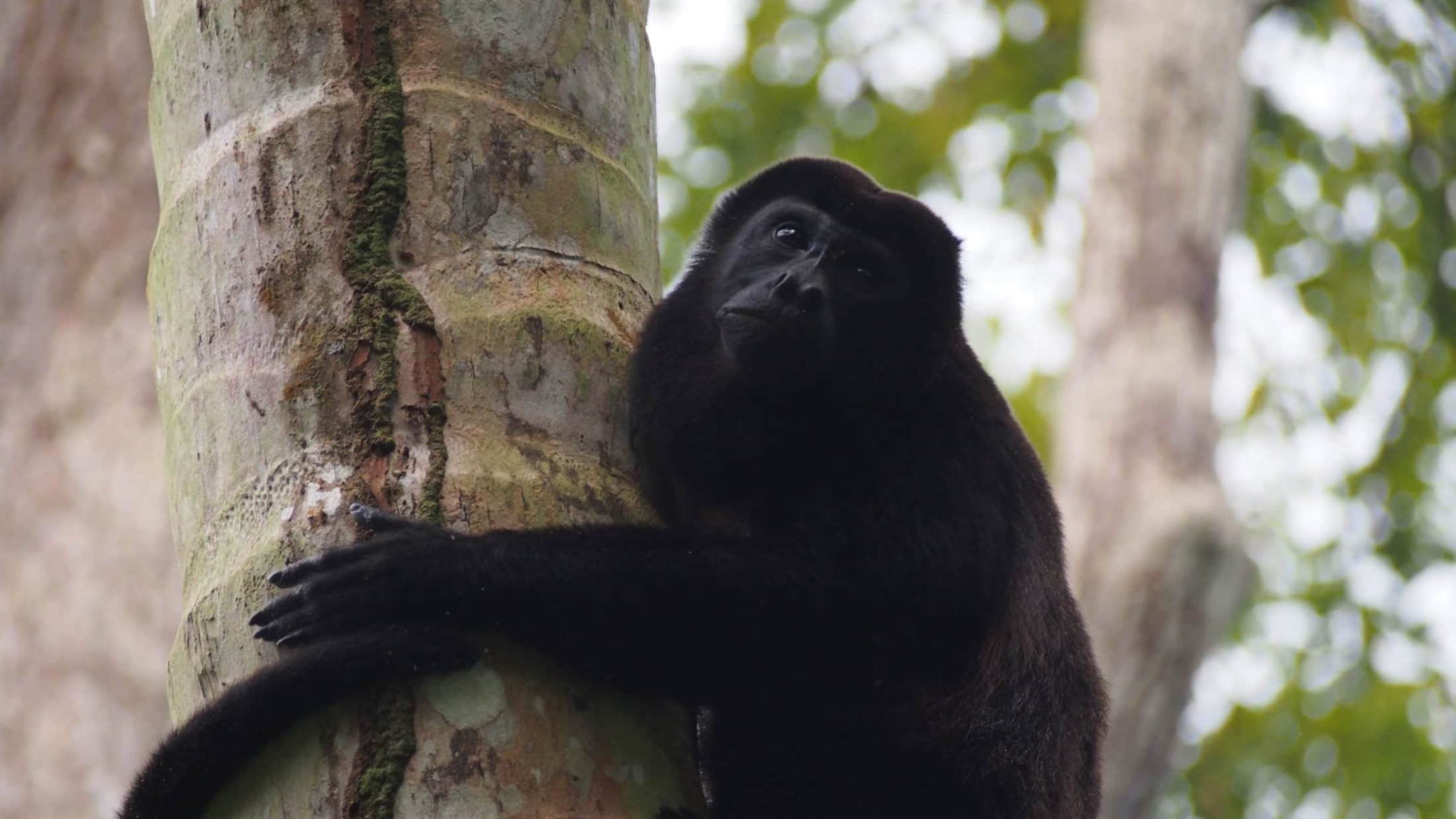 Singe hurleur agrippé à un arbre, à la lisière du Parc National de Cahuita
