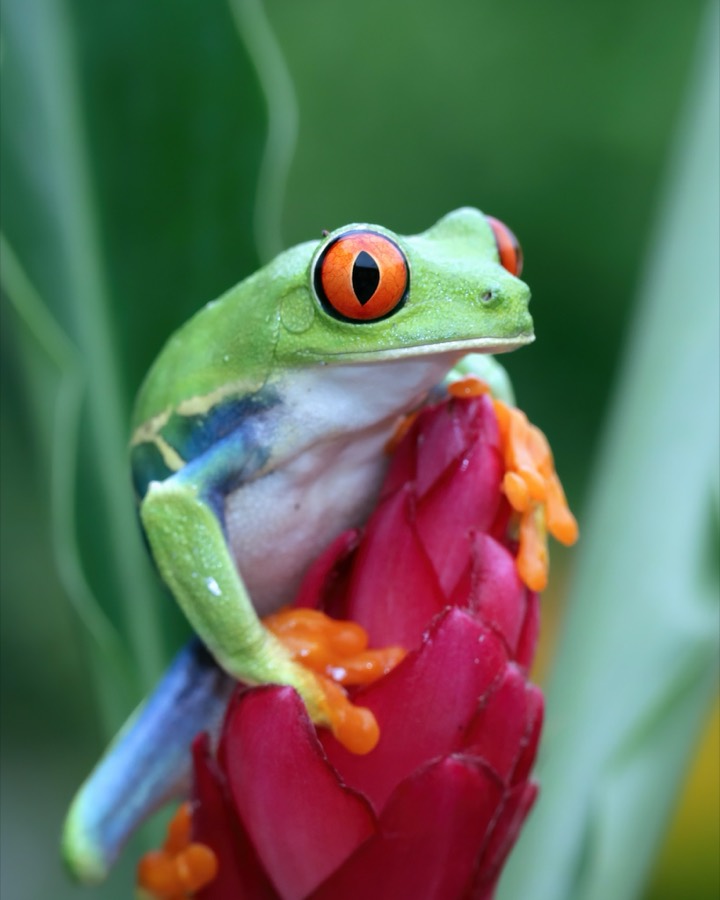 Grenouille aux yeux rouges sur une fleur d’héliconia