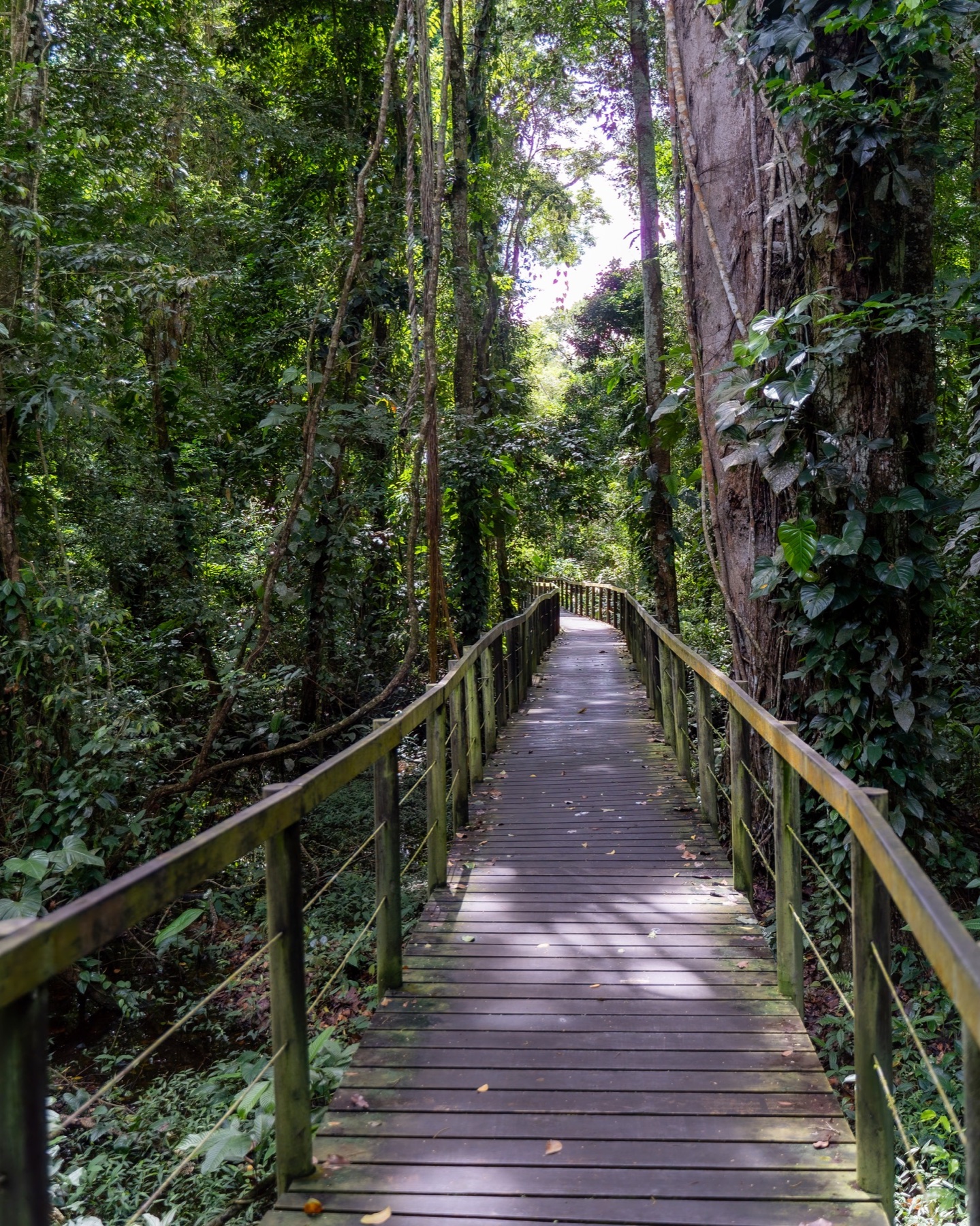 Passerelle au cœur de la forêt tropicale de Cahuita