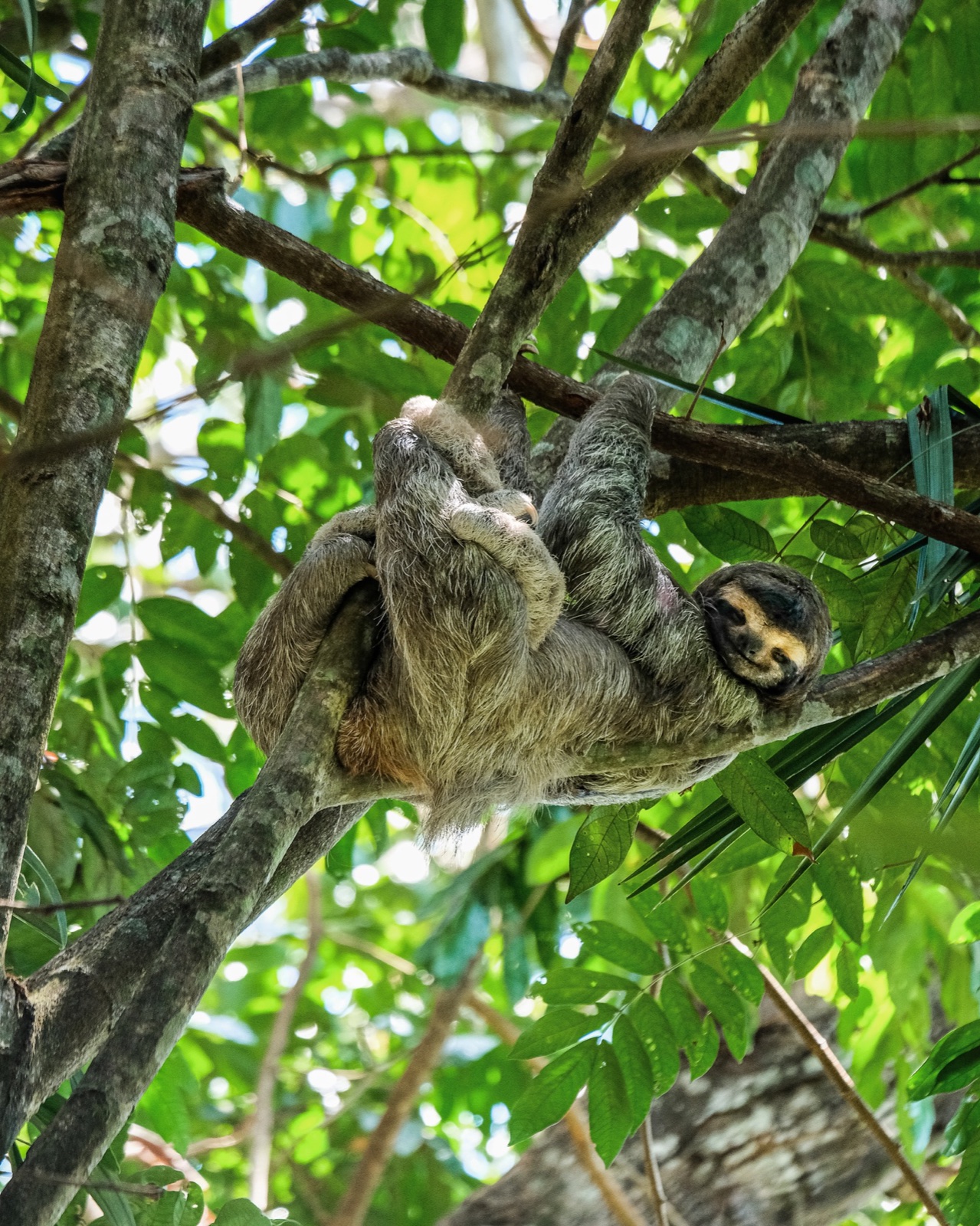 Paresseux dans la canopée tropicale