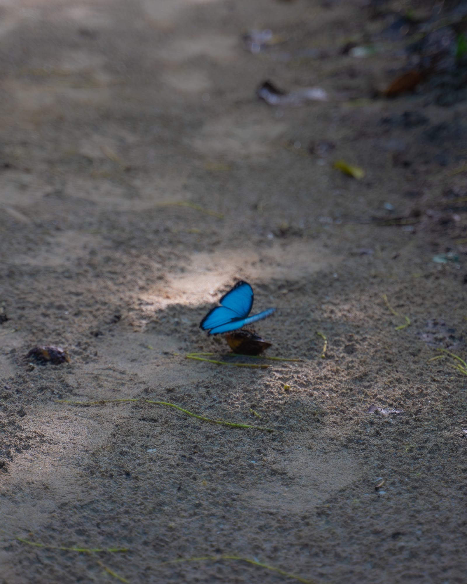 Papillon morpho bleu posé sur le sol de la forêt