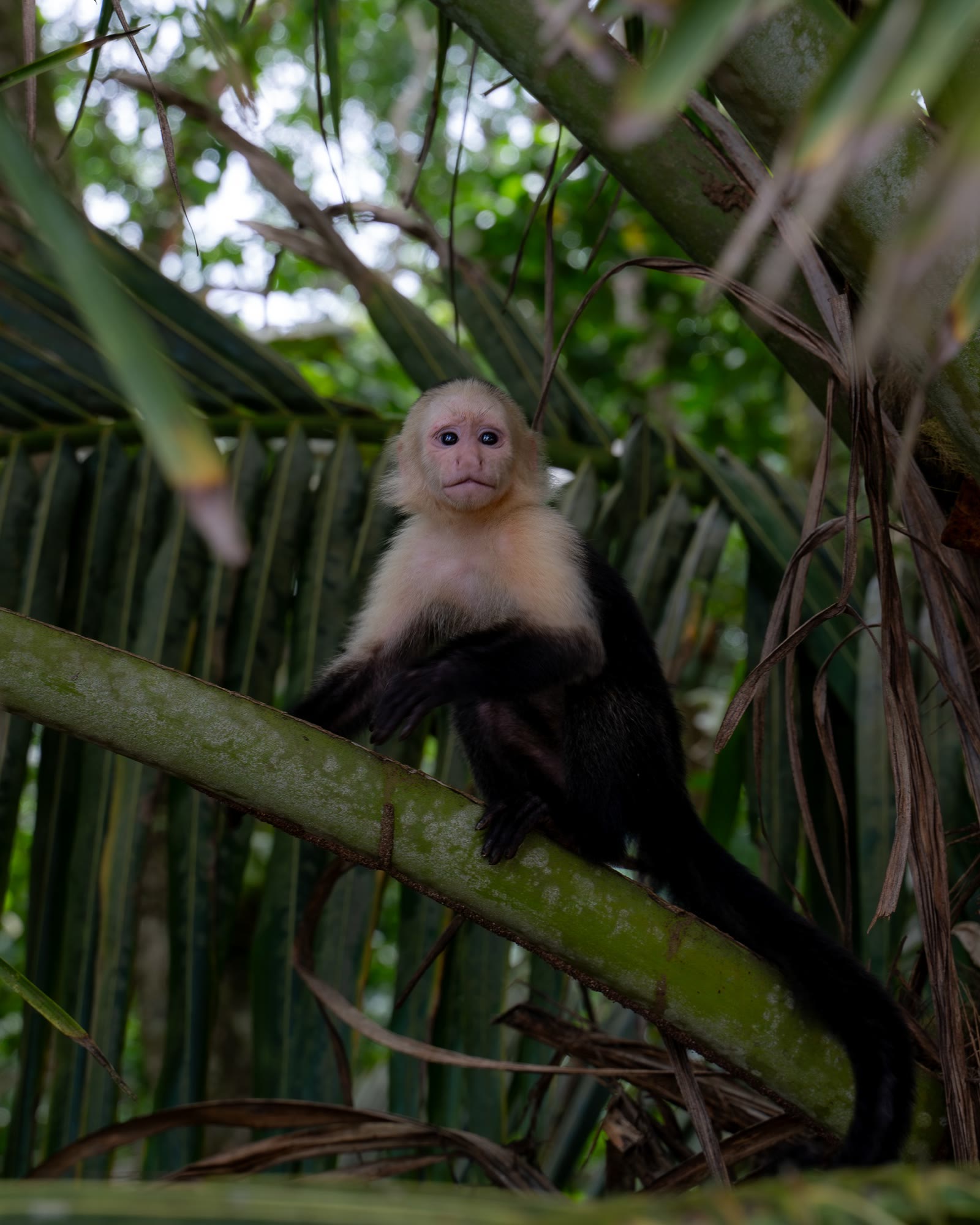 Jeune singe capucin dans les palmes