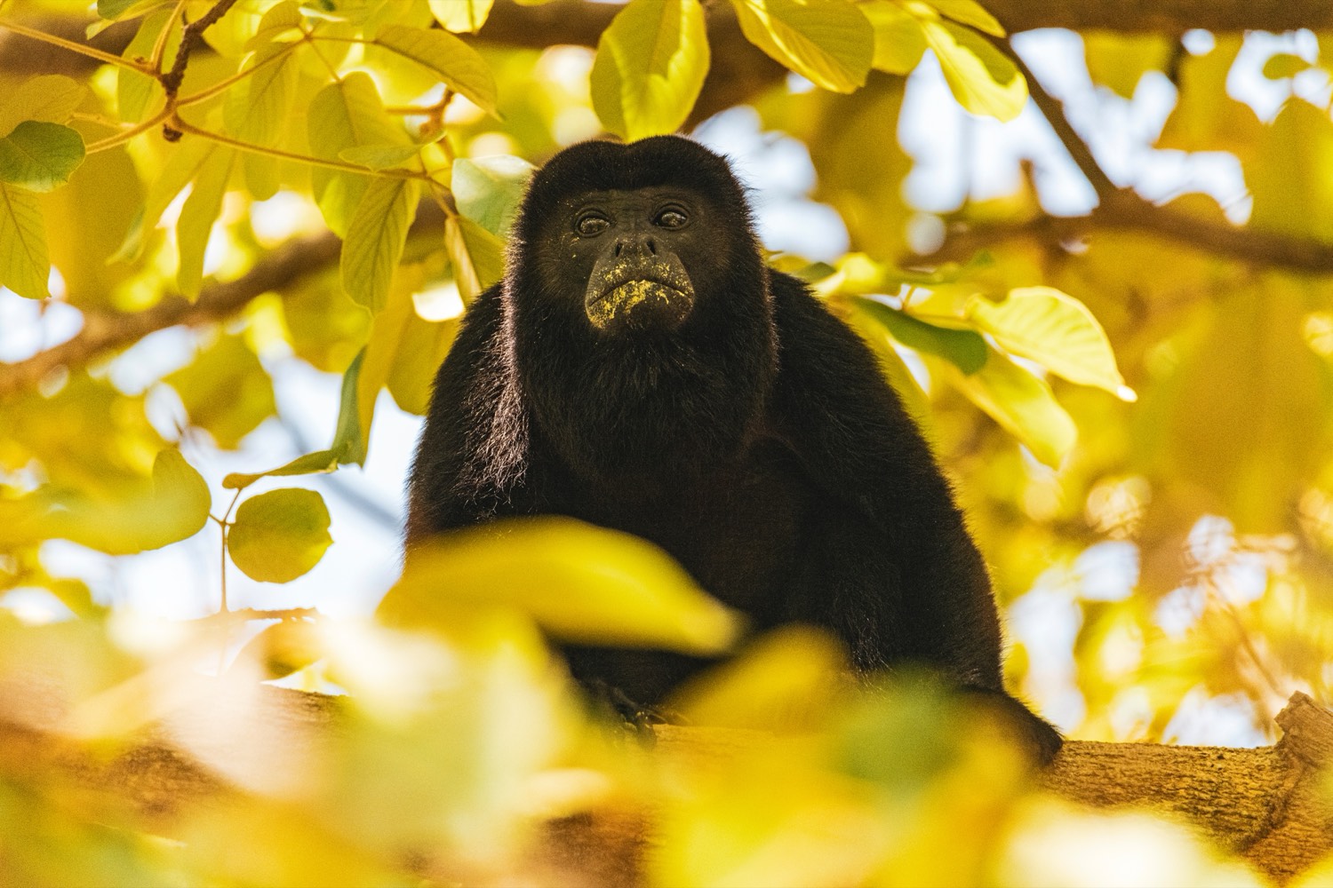 Singe hurleur observant depuis la canopée