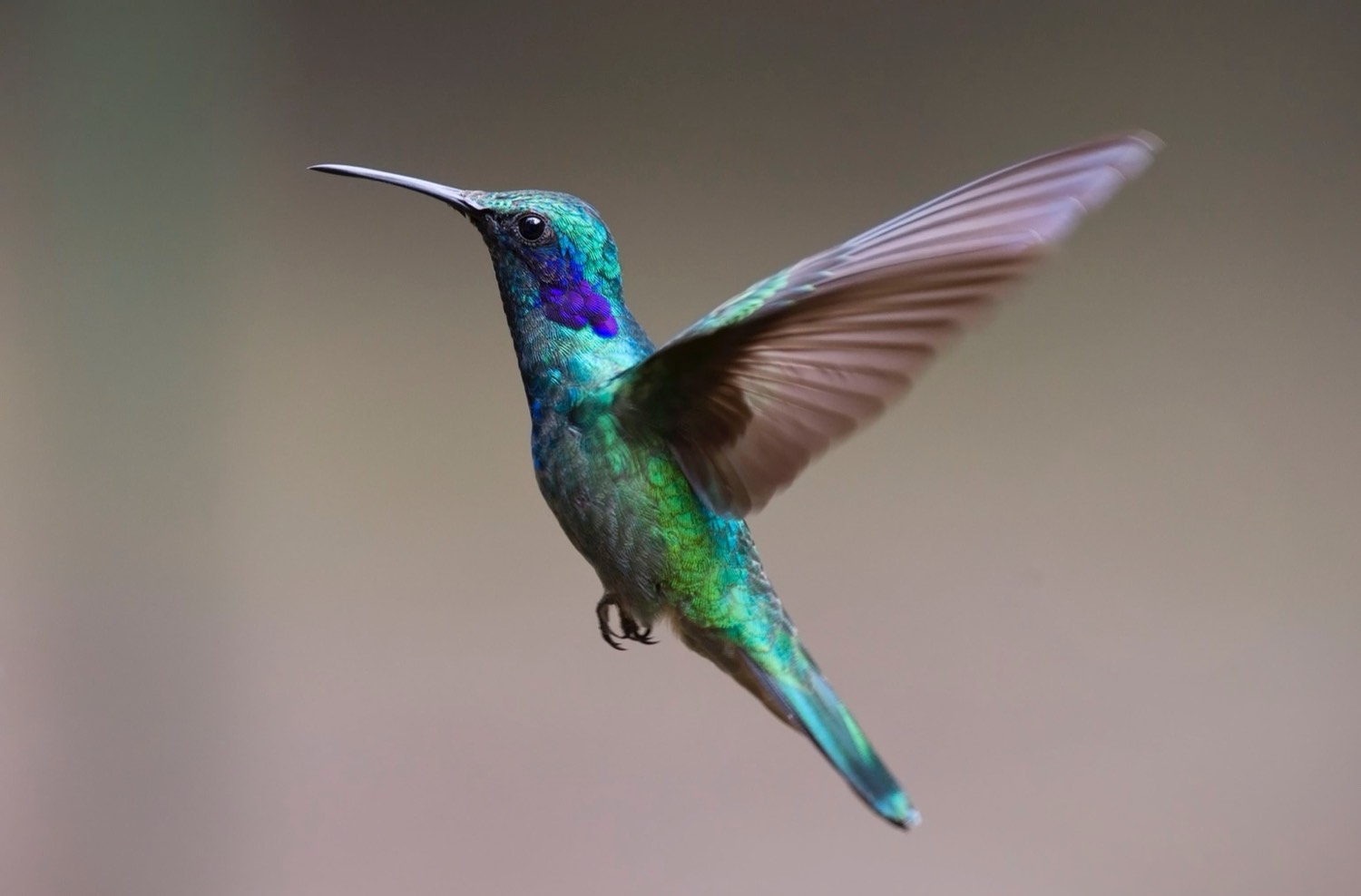 Colibri vert irisé en vol stationnaire