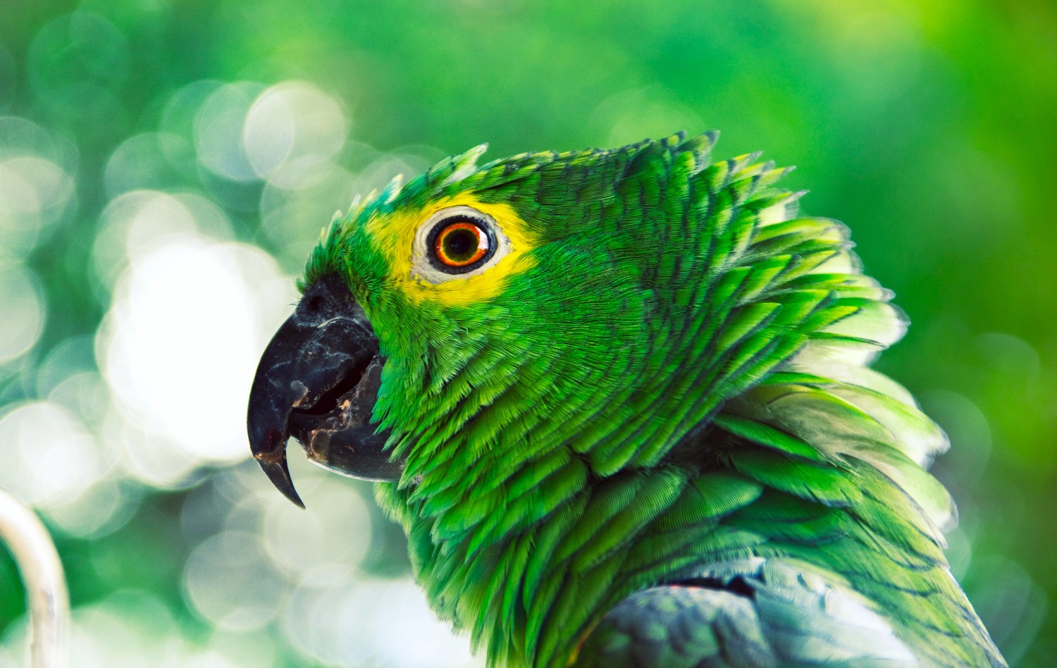 Perroquet amazone vert au regard cerclé d'orange