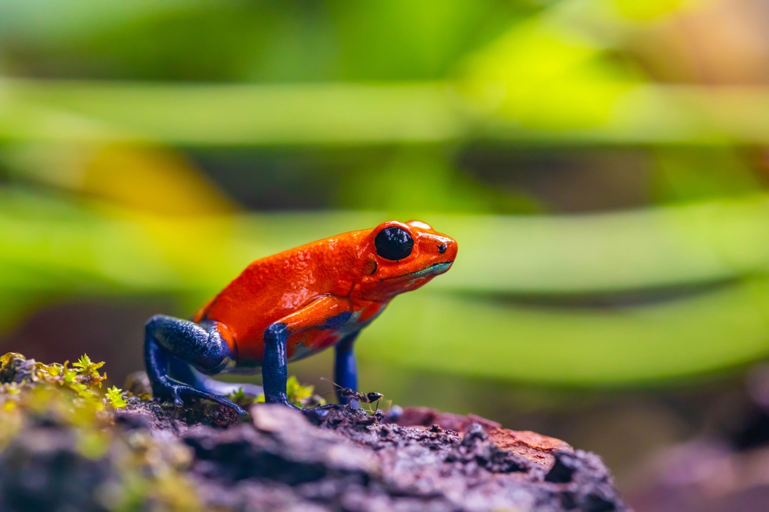 Grenouille fraise rouge et bleue sur une roche de la forêt
